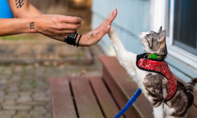 Training Collars for Cats