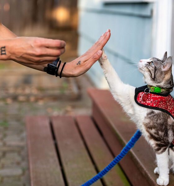 Training Collars for Cats