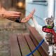 Training Collars for Cats