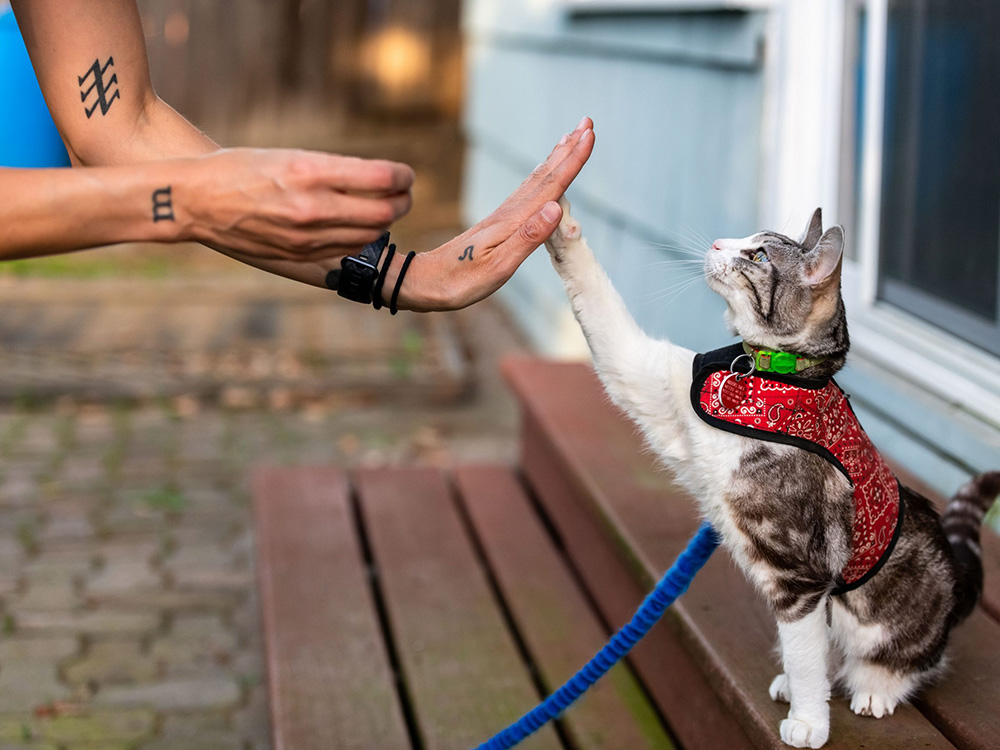 Training Collars for Cats