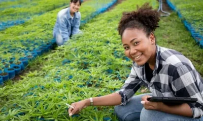 The Growing Demand for Trained Cannabis Professionals